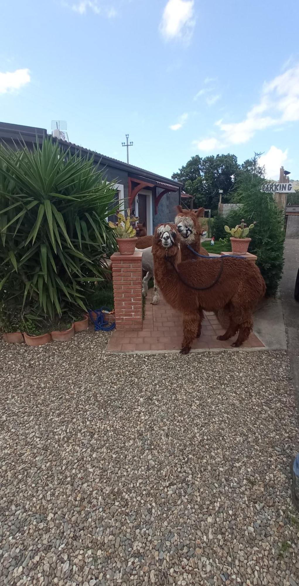 Alpaca Etna Rooms Da Mariagiovanna Linguaglossa Exterior foto